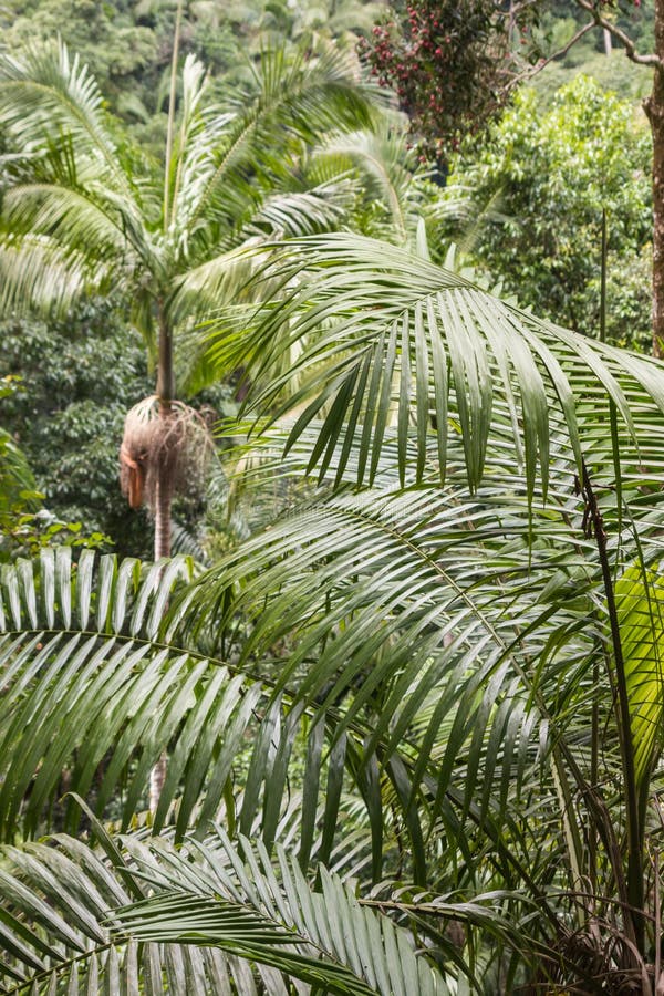 Palmiers s'élevant dans la forêt tropicale tropicale photos stock Palmiers s'élevant dans la forêt tropicale tropicale photos stock