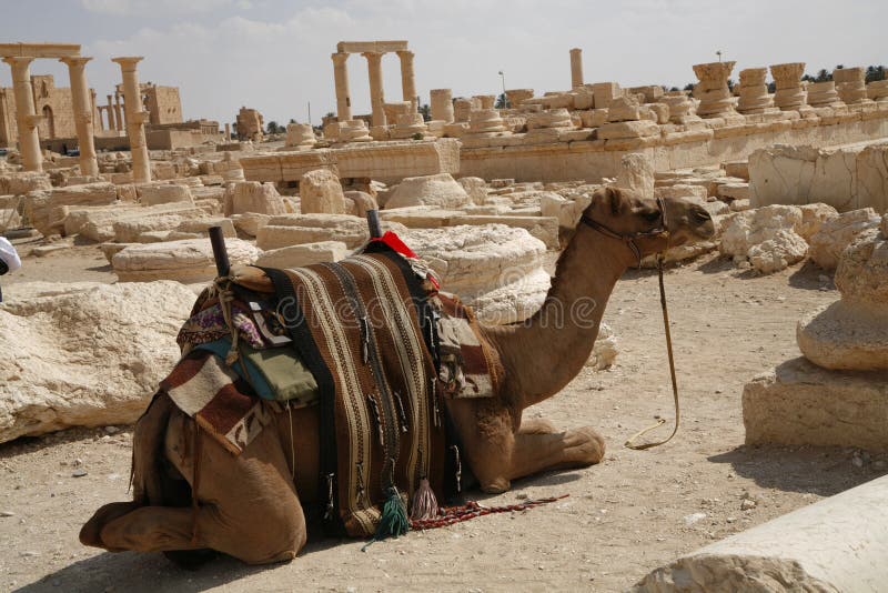 Palmira, Syria. Camel