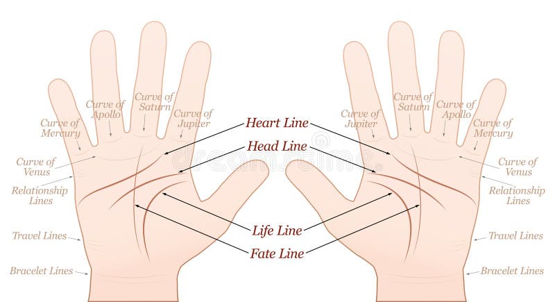 Types of Marriage-Line on Female's Hand-: Two or Multiple Marriage-Lines on  Female Palm. - YouTube | Marriage lines palmistry, Palmistry reading,  Marriage