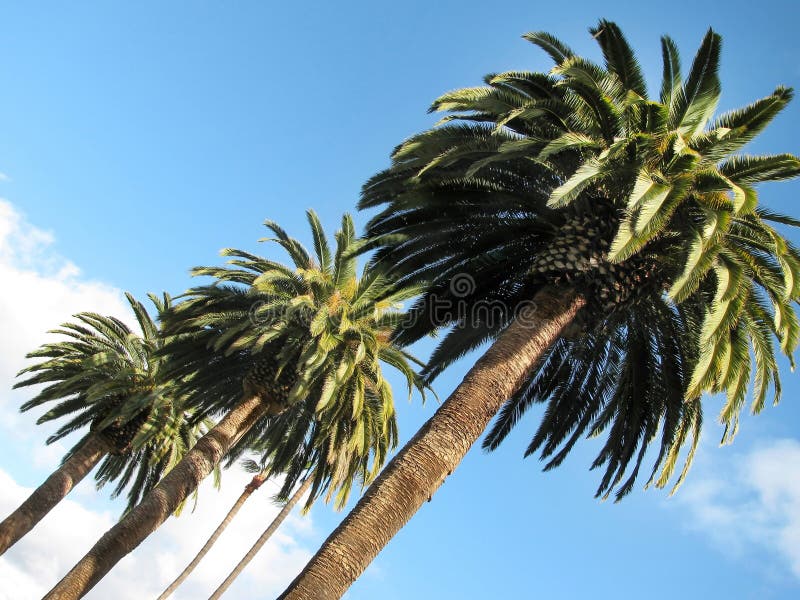 Palms