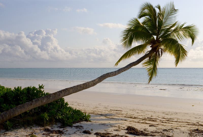 Palms on the beach