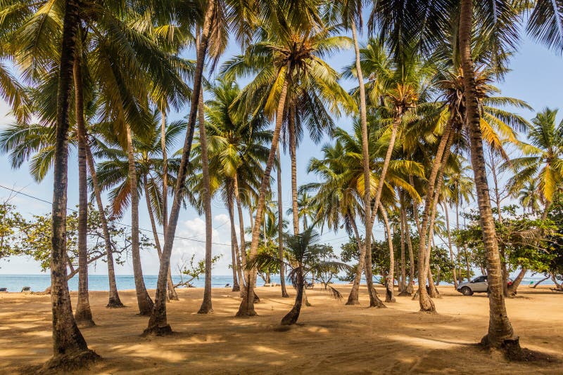 Palms on a Beach in Las Terrenas, Dominican Republ Stock Image Image of weather, exotic 223666657