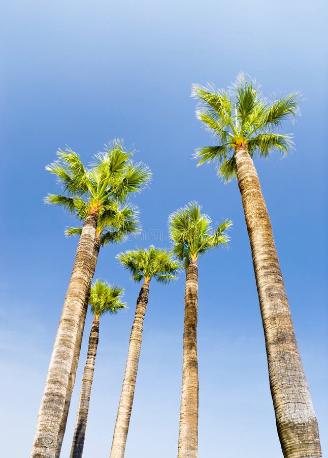 Palms on blue sky background