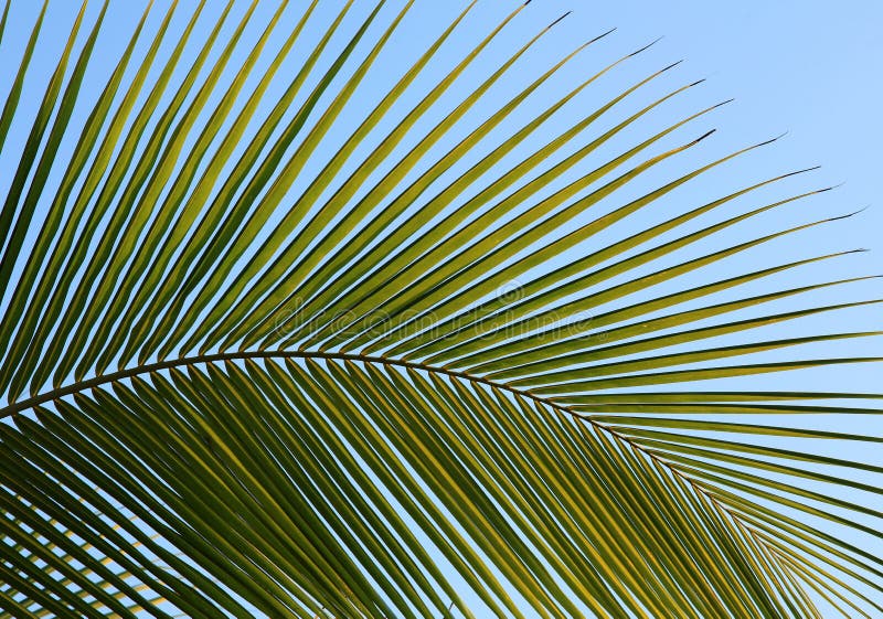 Palms