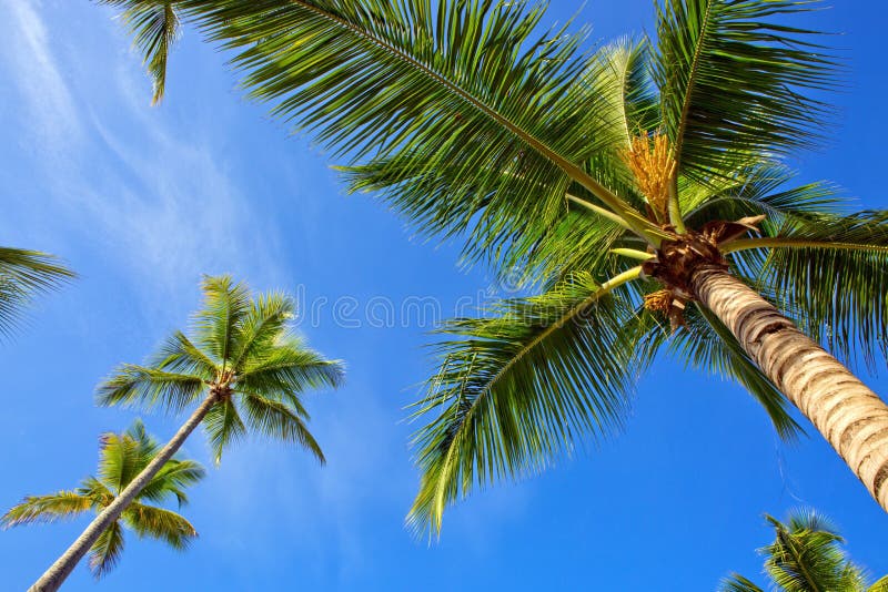Palms Overhanging Under Trees. Stock Image Image of landscape