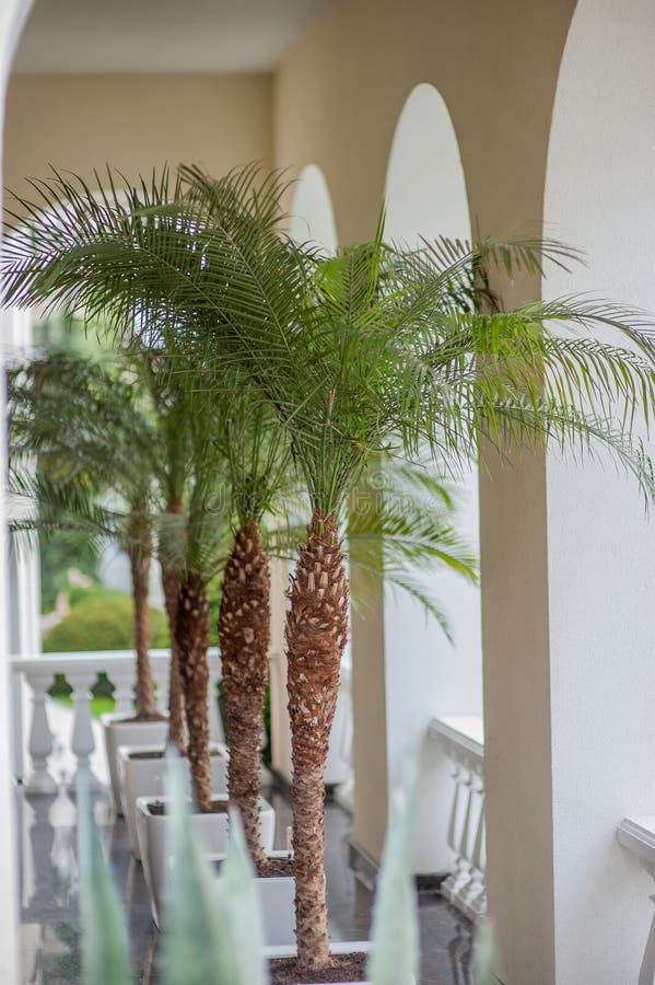 Palms in pots interior stock image. Image of indoor 104364389