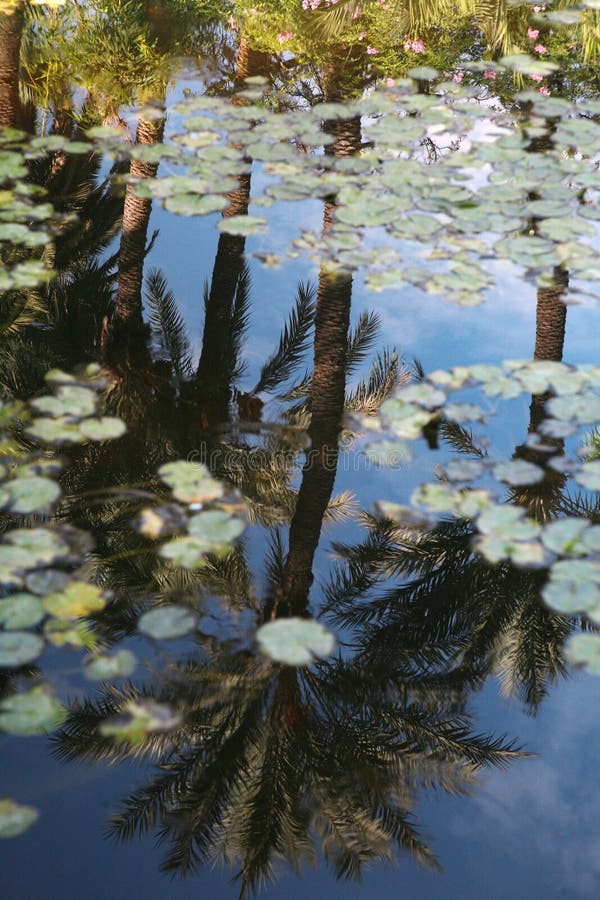 Palms reflection