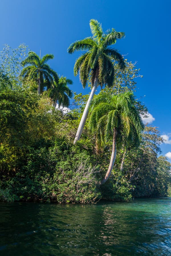 Palms by Rio Toa River Near Baracoa, Cu Stock Image Image of mouth
