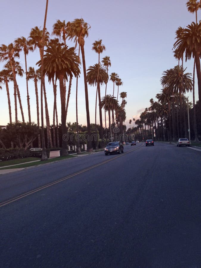 Beverly Hills Palms Trees Vintage Stock Photo - Image of affluent ...