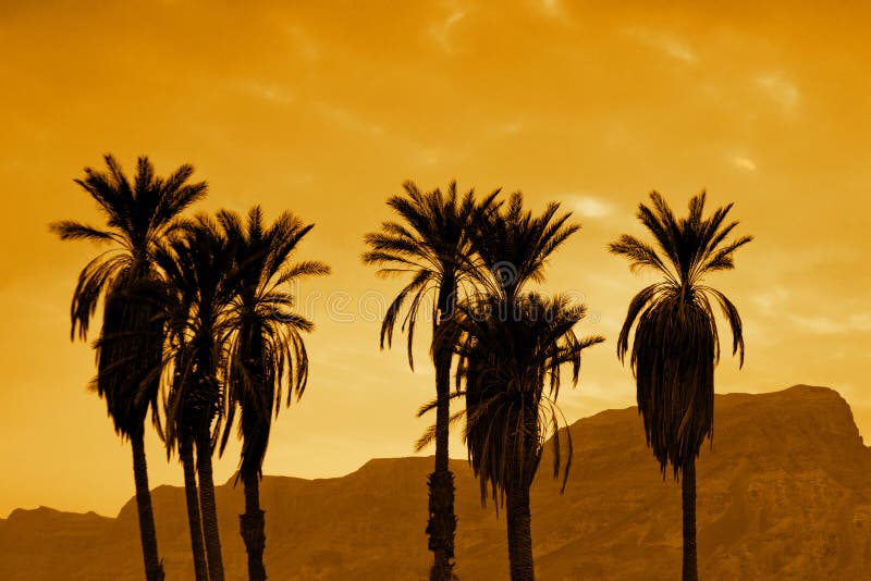 Palms at sunset royalty free stock image
