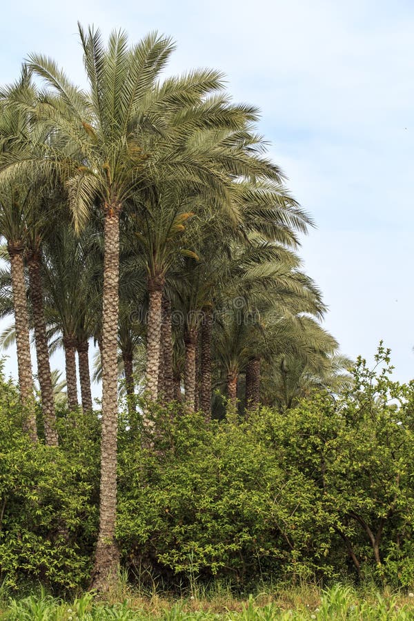 Palms Tree in Small Village, Egypt. Stock Image Image of plant, palm