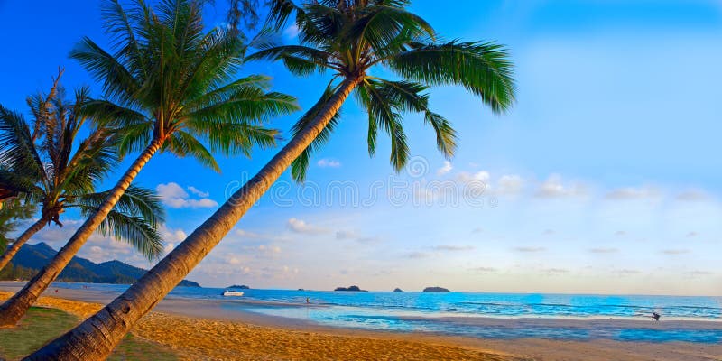 Palms trees on the tropical beach