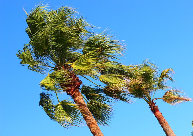 Palms at wind