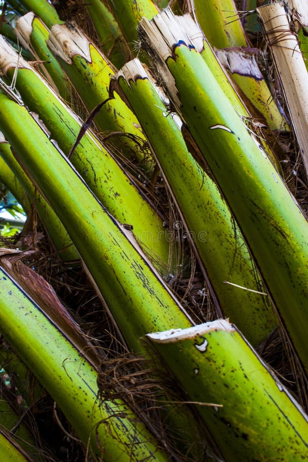 Palmschalen op de boomstam royalty-vrije stock foto Palmschalen op de boomstam royalty-vrije stock foto