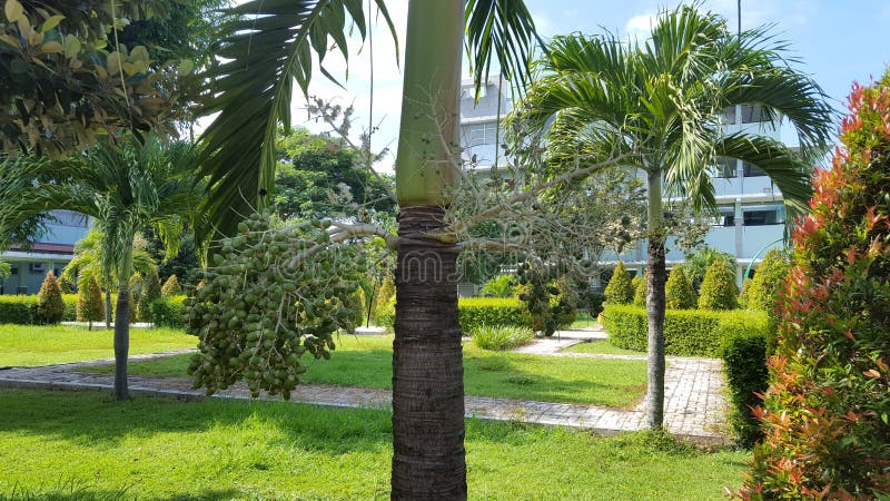 Palm trees in Park hospital, with natural plants that give the impression of comfort and calm. Usualy on public service like hospitals and government offices. Palm trees in Park hospital, with natural plants that give the impression of comfort and calm. Usualy on public service like hospitals and government offices