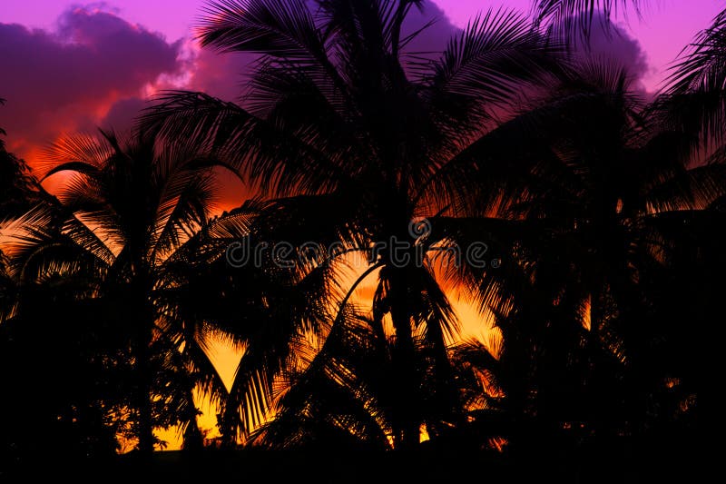 Palmtrees silhouette on sunset in tropic, cuba. Palmtrees silhouette on sunset in tropic, cuba