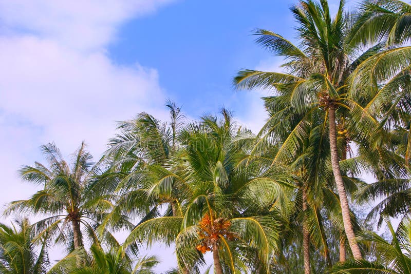 Palmtrees on sky background