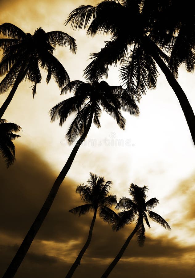 Palmtrees at sky background