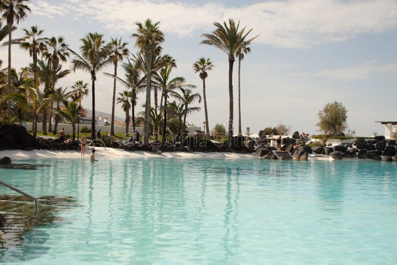 Palmträd av den Tenerife ön arkivfoto Palmträd av den Tenerife ön arkivfoto