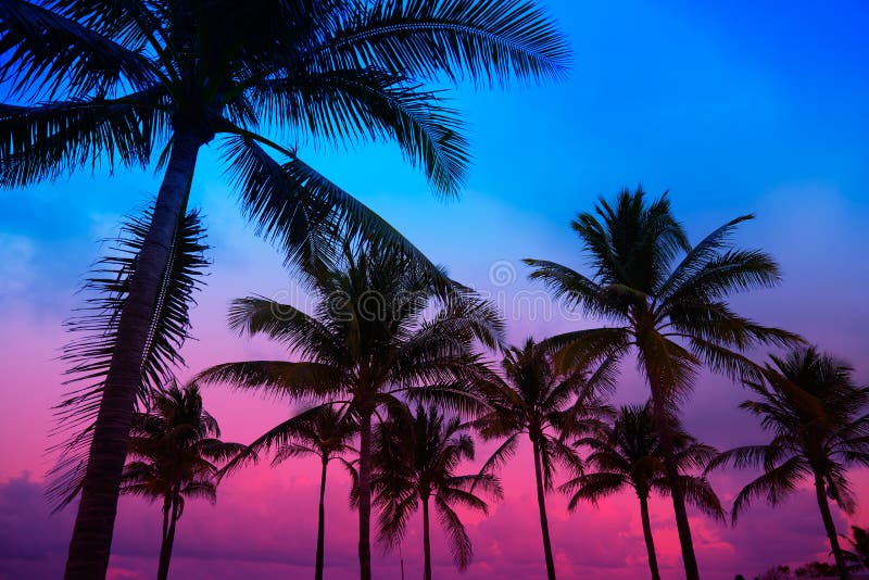 Palmträd Florida för Miami Beach södra strandsolnedgång