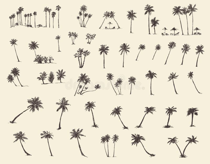 Palmträd för vektorillustrationkontur skissar royaltyfri illustrationer Palmträd för vektorillustrationkontur skissar royaltyfri illustrationer