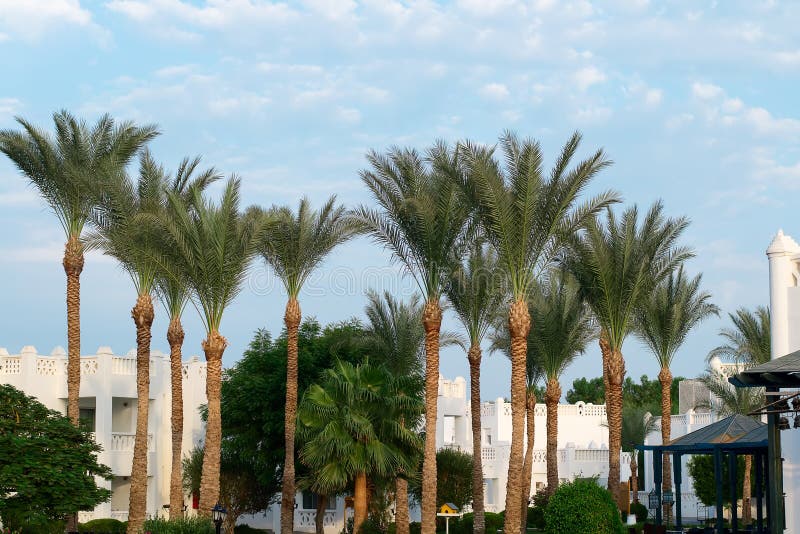 Palmträd i lyxigt hotell