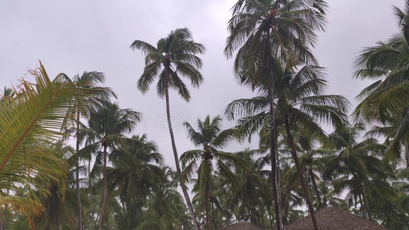 Palmträd med vind och regn 2