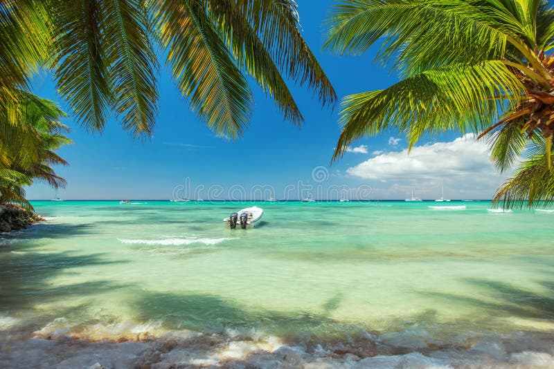 Palmträd och ett fartyg på den lyxiga exotiska carribean stranden arkivbild Palmträd och ett fartyg på den lyxiga exotiska carribean stranden arkivbild