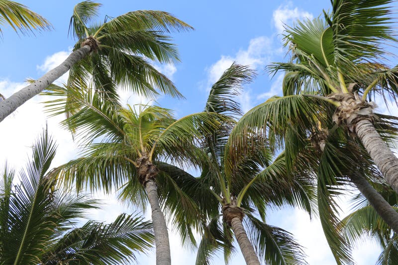 Palmträd på blå och vit himmel royaltyfri bild Palmträd på blå och vit himmel royaltyfri bild