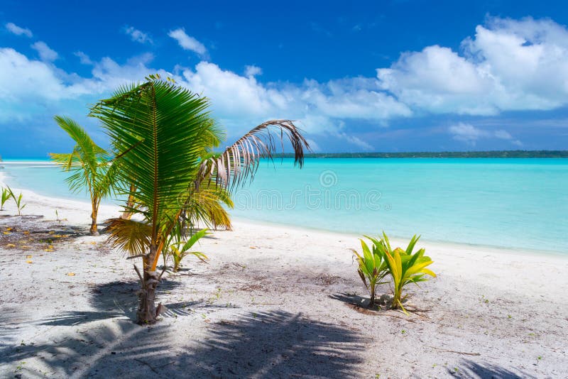 Palmträd som växer upp på den Aitutaki stranden, kock Islands arkivbilder Palmträd som växer upp på den Aitutaki stranden, kock Islands arkivbilder