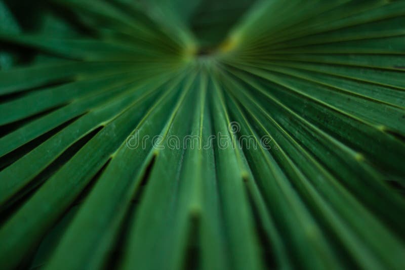 Palmträdbladmakro