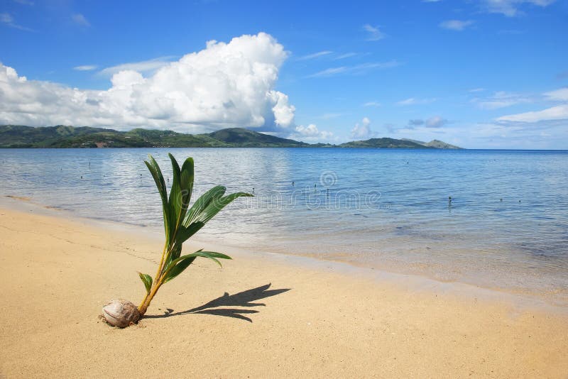 Palmträdgrodd på en tropisk strand, Nananu-jag-rommar ö, Fiji