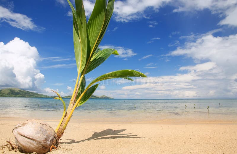 Palmträdgrodd på en tropisk strand, Nananu-jag-rommar ö, Fiji