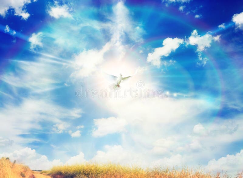 Freedom, peace, miracle, hope, faith and spirituality white dove, pigeon flying in front on the bright sun with white rays of light on the blue sky with clouds and rainbow light. Freedom, peace, miracle, hope, faith and spirituality white dove, pigeon flying in front on the bright sun with white rays of light on the blue sky with clouds and rainbow light.