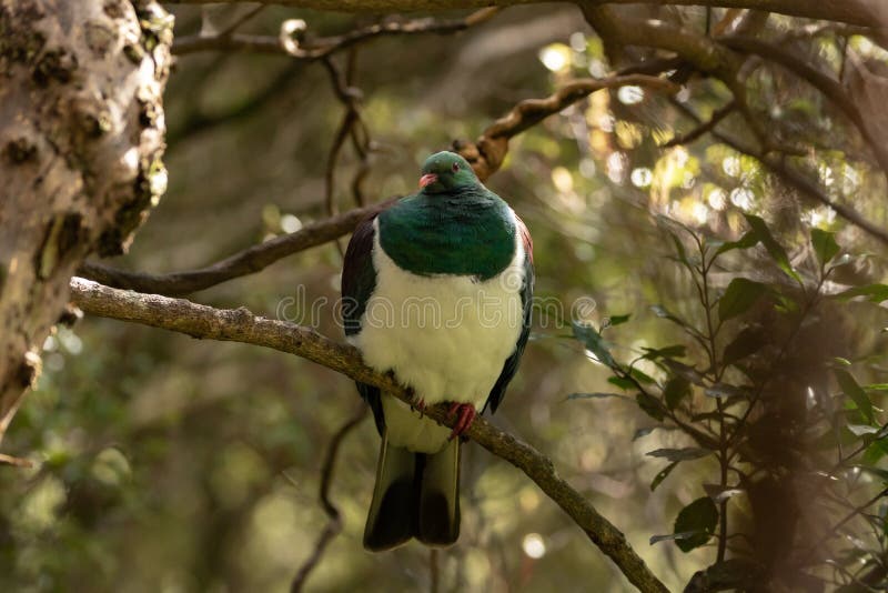 Paloma de madera de Kereru en bosque fotos de archivo Paloma de madera de Kereru en bosque fotos de archivo