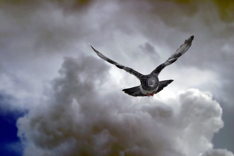 Paloma volador entre tormenta nubes.