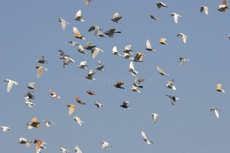 Palomas fotografía de archivo libre de regalías