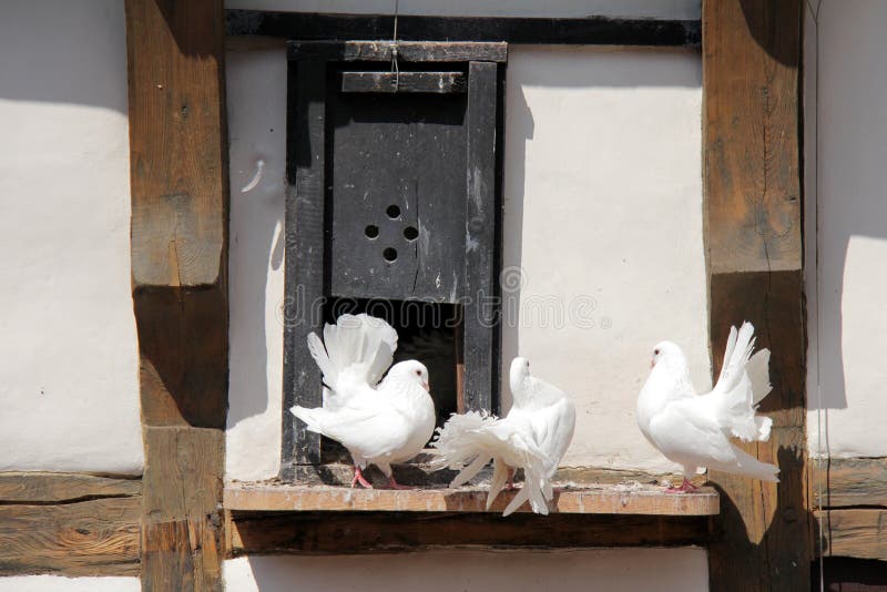 Palomas blancas fotografía de archivo Palomas blancas fotografía de archivo
