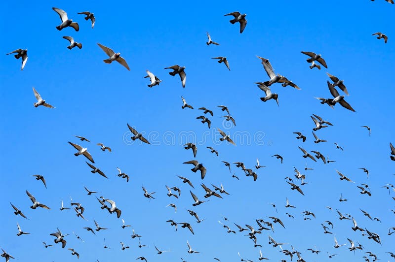 Palomas del vuelo imagen de archivo Palomas del vuelo imagen de archivo