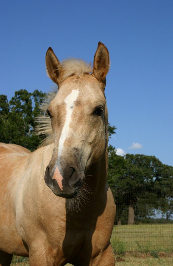 Palomino Colt stock image. Image of ranch, golden, marking 894253
