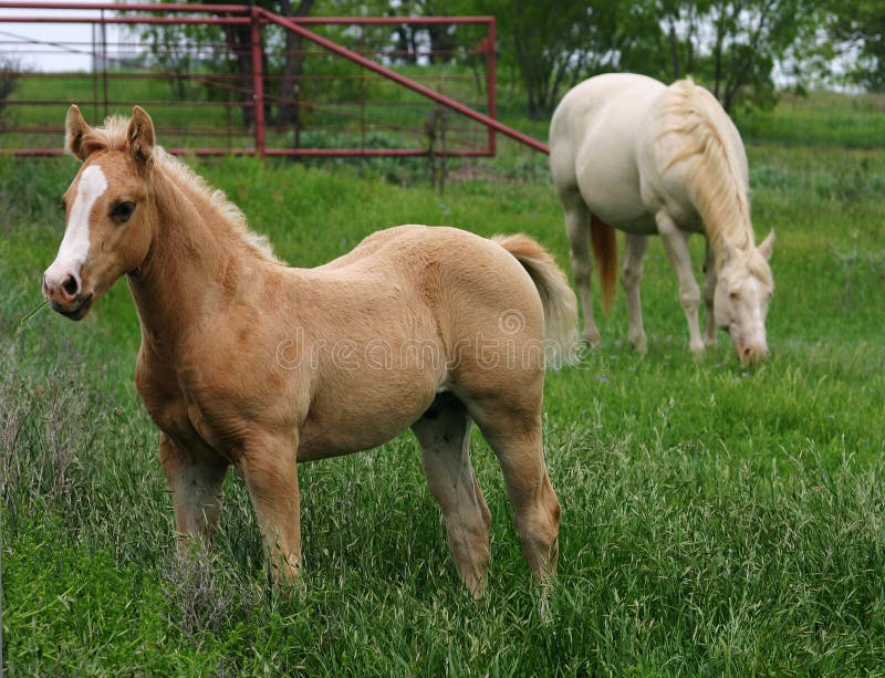 Palomino Colt with Mare