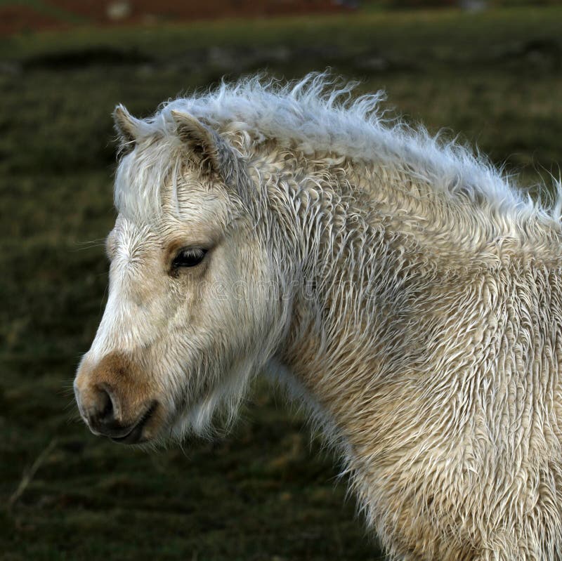 Wild ponies roam the highlands of Dartmoor in Devon. Wild ponies roam the highlands of Dartmoor in Devon
