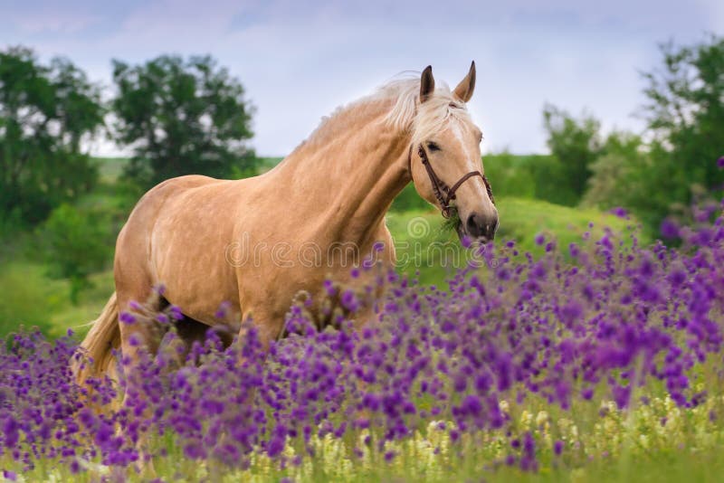 Palomino horse in flowers