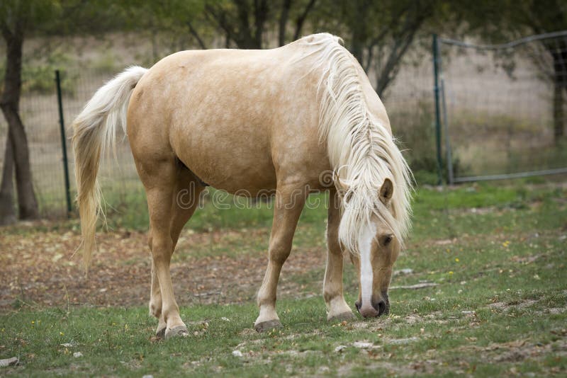 Palomino horse grazing peacefully in the pasture