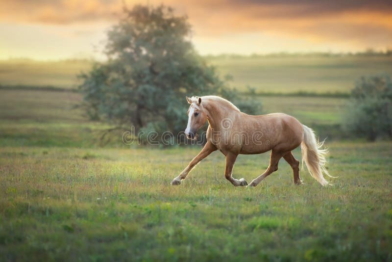 Palomino horse trotting stock photo. Image of brown - 193919794 Palomino horse trotting stock photo. Image of brown - 193919794