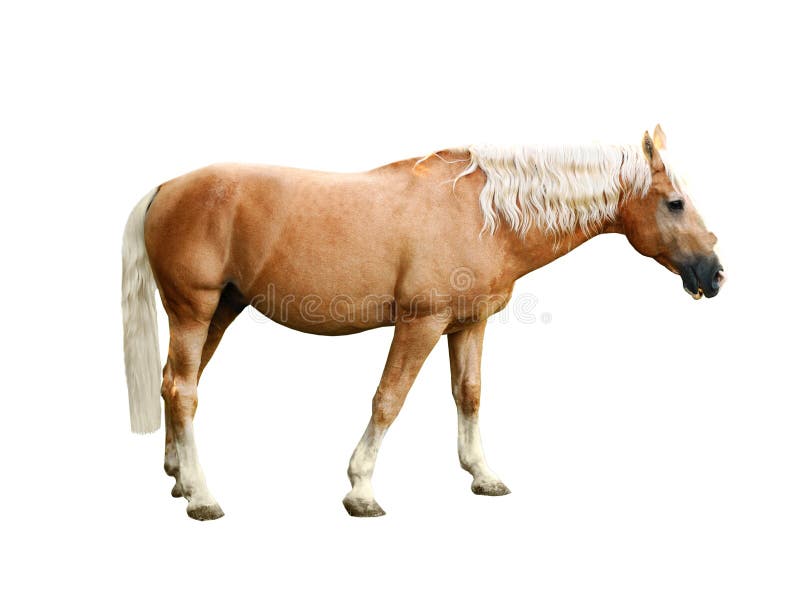 Palomino Horse on Background. Beautiful Pet Stock Photo - Image of farm,  gallop: 179521698