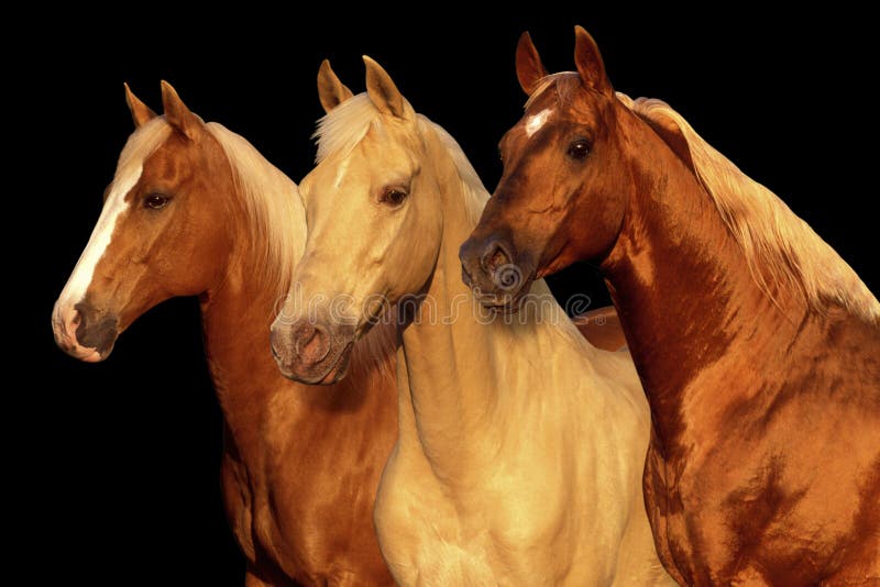Palomino Pferde