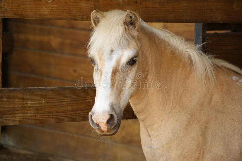 Palomino Pony Portrait royalty free stock photo Palomino Pony Portrait royalty free stock photo
