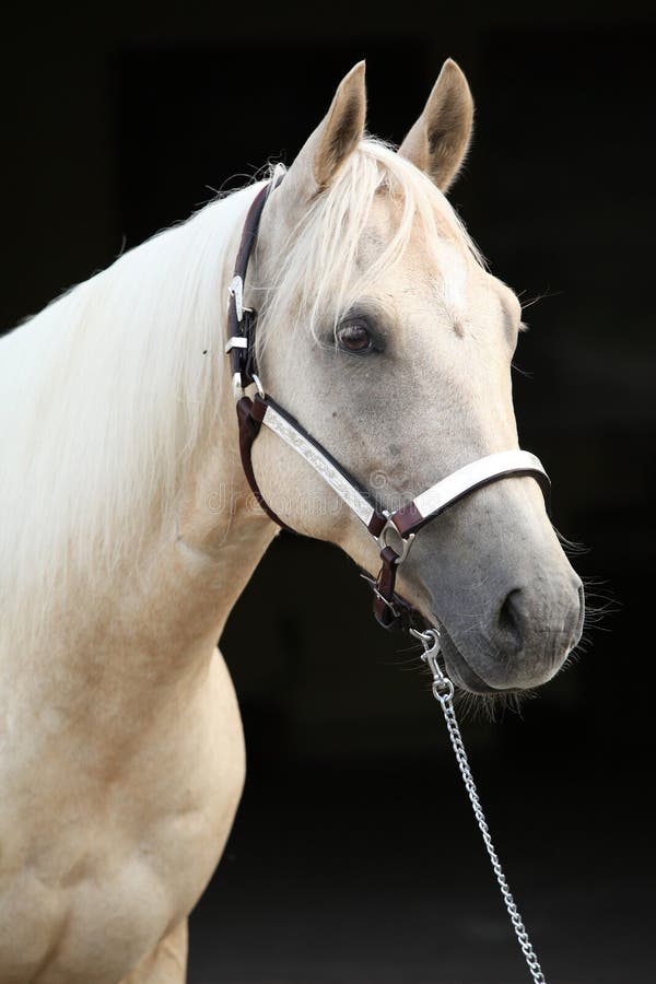 palomino stallion of quarterhorse breed. 909996 Stock Photo at Vecteezy