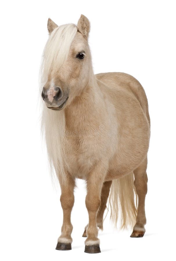 Palomino Shetland pony, Equus caballus, 3 years old stock images Palomino Shetland pony, Equus caballus, 3 years old stock images